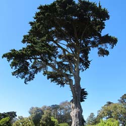 Cyprès de Lambert / Cupressus macrocarpa